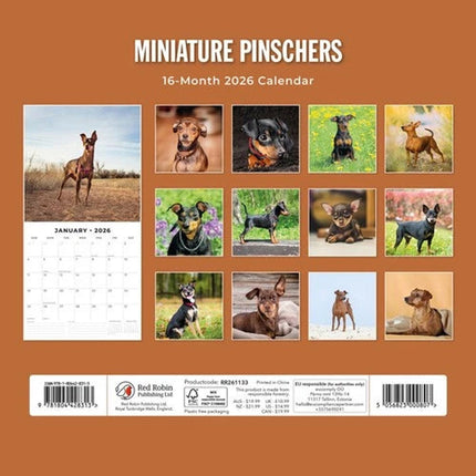 Red Robin Miniatuur Pinscher Kalender 2026