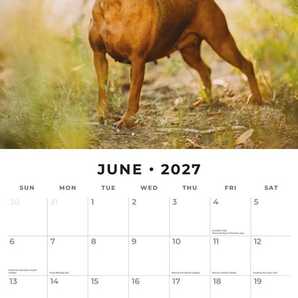 Red Robin Miniatuur Pinscher Kalender 2027