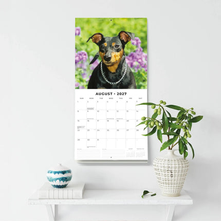 Red Robin Miniatuur Pinscher Kalender 2027