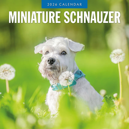 Red Robin Miniatuur Schnauzer Kalender 2026