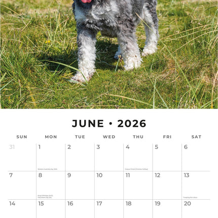 Red Robin Miniatuur Schnauzer Kalender 2026