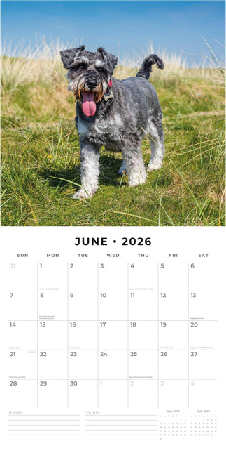 Red Robin Miniatuur Schnauzer Kalender 2026