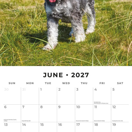 Red Robin Miniatuur Schnauzer Kalender 2027