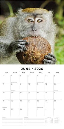 Red Robin Monkey Business Kalender 2026