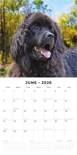 Red Robin Newfoundlander Kalender 2026