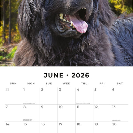 Red Robin Newfoundlander Kalender 2026