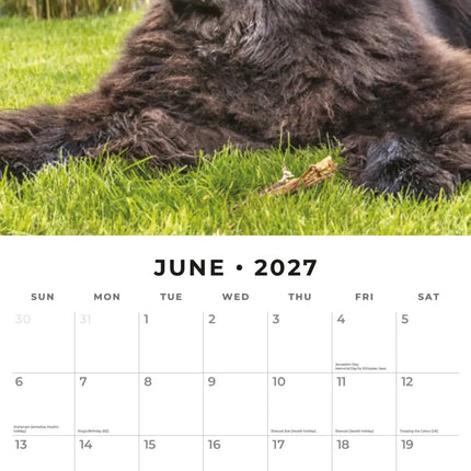 Red Robin Newfoundlander Kalender 2027