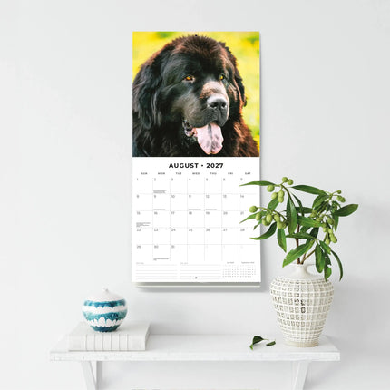 Red Robin Newfoundlander Kalender 2027