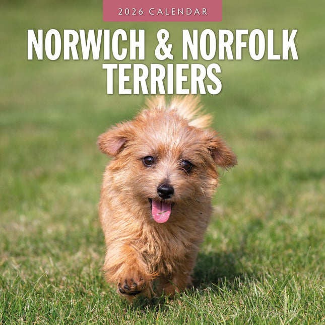 Red Robin Norwich en Norfolk Terrier Kalender 2026