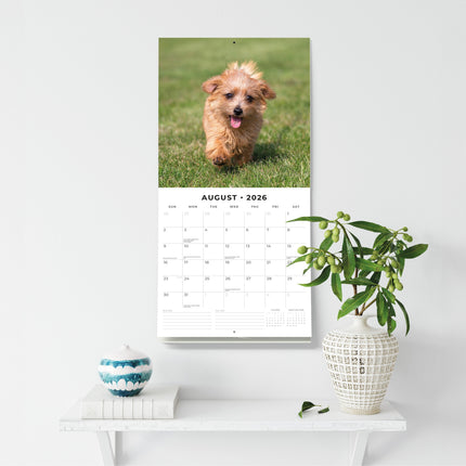 Red Robin Norwich en Norfolk Terrier Kalender 2026
