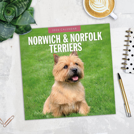 Red Robin Norwich en Norfolk Terrier Kalender 2026