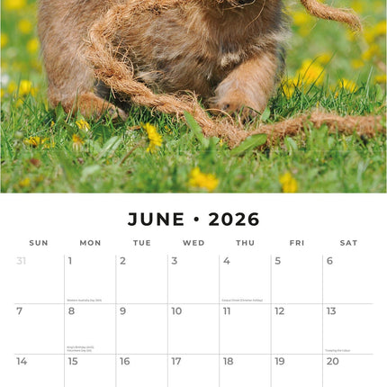 Red Robin Norwich en Norfolk Terrier Kalender 2026