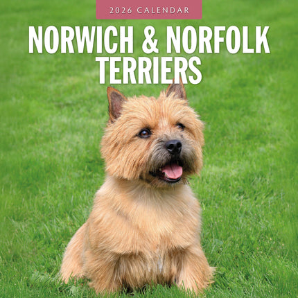 Red Robin Norwich en Norfolk Terrier Kalender 2026