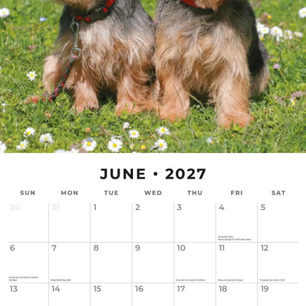 Red Robin Norwich en Norfolk Terrier Kalender 2027