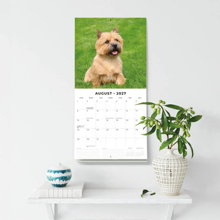Red Robin Norwich en Norfolk Terrier Kalender 2027