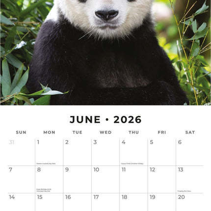 Red Robin Panda Kalender 2026