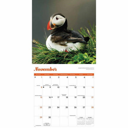 Red Robin Papegaaiduiker Kalender 2026