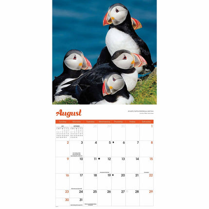 Red Robin Papegaaiduiker Kalender 2026