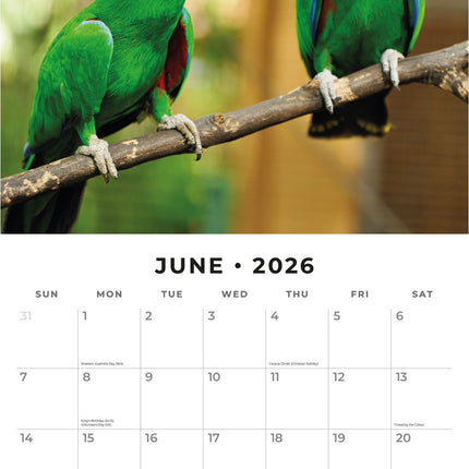 Red Robin Papegaaien Kalender 2026