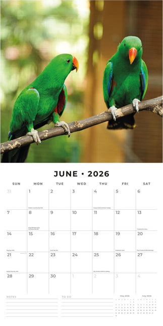 Red Robin Papegaaien Kalender 2026