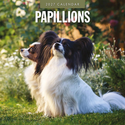 Red Robin Papillon Kalender 2027