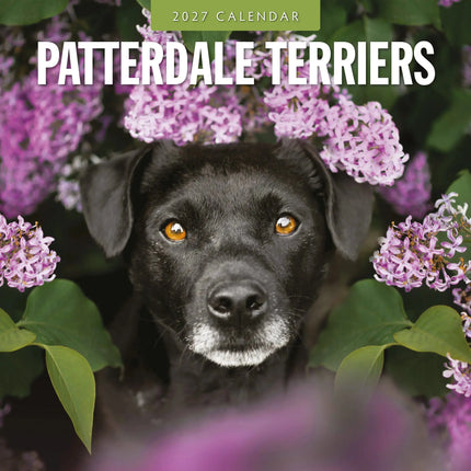 Red Robin Patterdale Terrier Kalender 2027