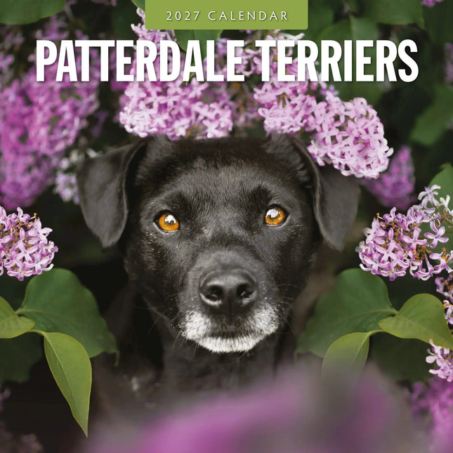 Red Robin Patterdale Terrier Kalender 2027