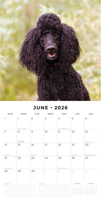 Red Robin Poedel Kalender 2026