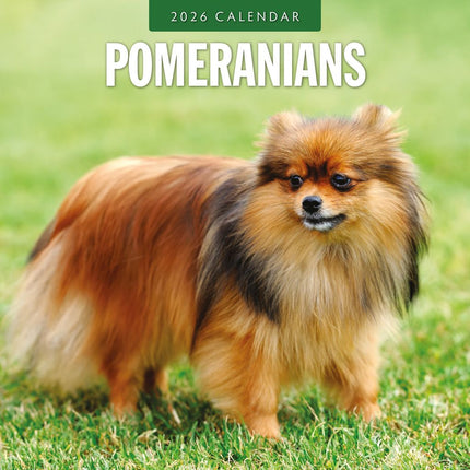 Red Robin Pomeranian Kalender 2026