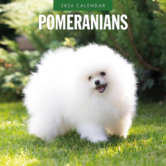 Red Robin Pomeranian Kalender 2026