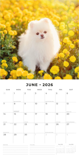 Red Robin Pomeranian Kalender 2026