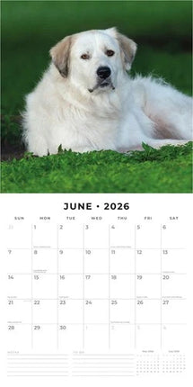 Red Robin Pyreneese Berghond Kalender 2026