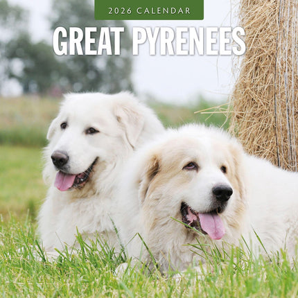 Red Robin Pyreneese Berghond Kalender 2026