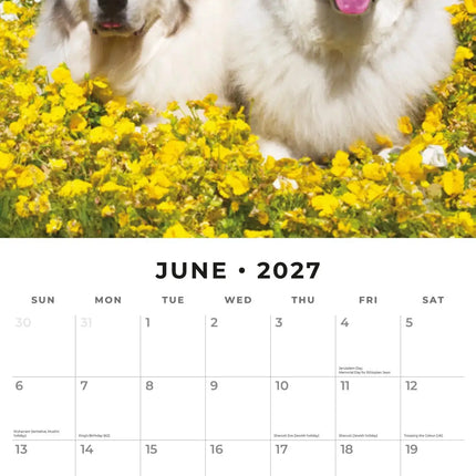 Red Robin Pyreneese Berghond Kalender 2027