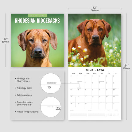 Red Robin Rhodesian Ridgeback Kalender 2026