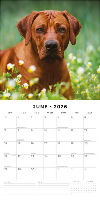 Red Robin Rhodesian Ridgeback Kalender 2026