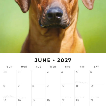 Red Robin Rhodesian Ridgeback Kalender 2027
