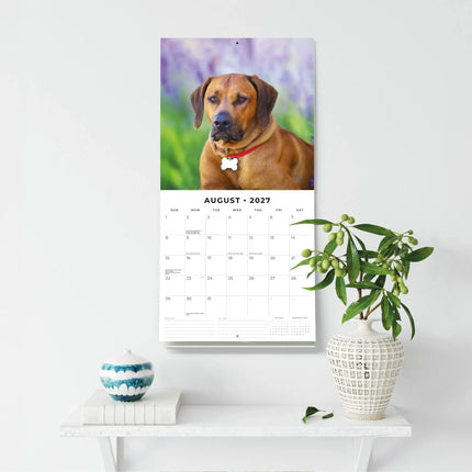 Red Robin Rhodesian Ridgeback Kalender 2027