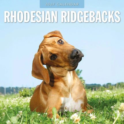 Red Robin Rhodesian Ridgeback Kalender 2027