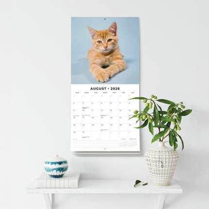 Red Robin Rode Katten Kalender 2026