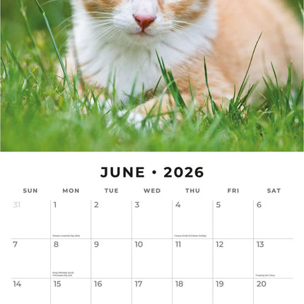 Red Robin Rode Katten Kalender 2026