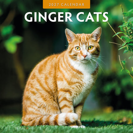 Red Robin Rode Katten Kalender 2027