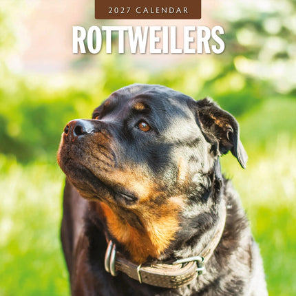 Red Robin Rottweiler Kalender 2027