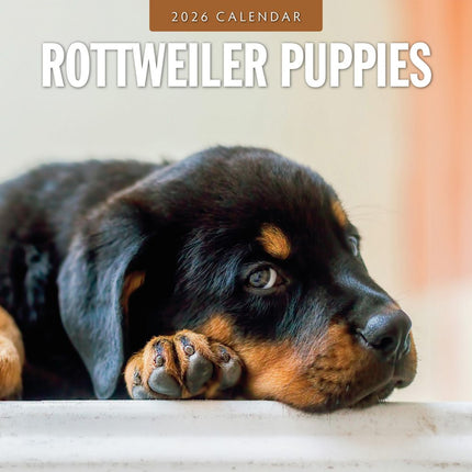 Red Robin Rottweiler Puppies Kalender 2026