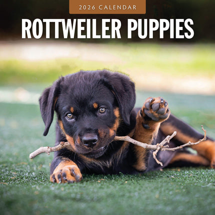 Red Robin Rottweiler Puppies Kalender 2026