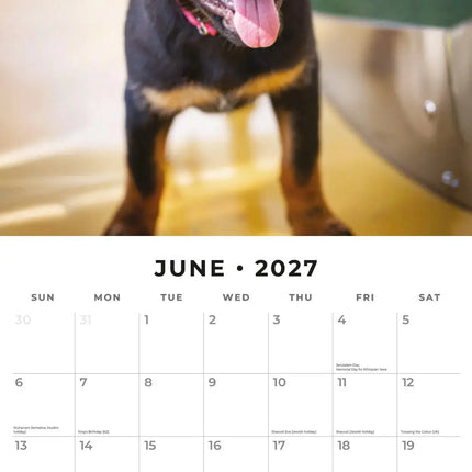 Red Robin Rottweiler Puppies Kalender 2027