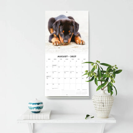 Red Robin Rottweiler Puppies Kalender 2027
