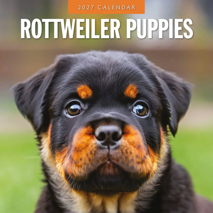 Red Robin Rottweiler Puppies Kalender 2027