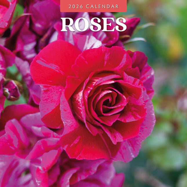 Red Robin Rozen Kalender 2026
