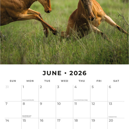 Red Robin Safari Kalender 2026